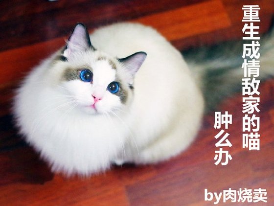 重生成情敌家的喵，肿么办