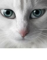 《九尾猫妖》