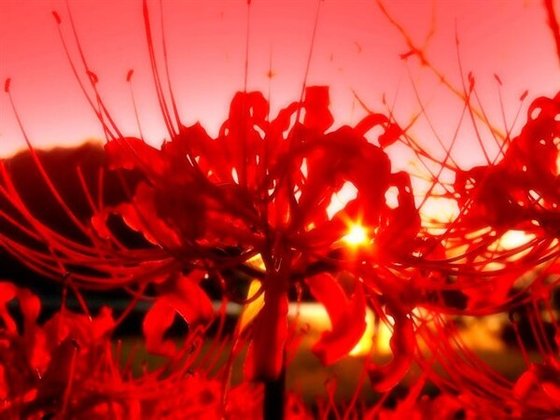 《彼岸花开》