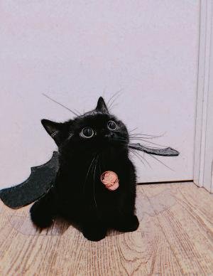 《你想要一只猫猫吗》