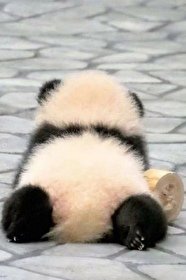 《熊貓幼崽,為愛低頭》